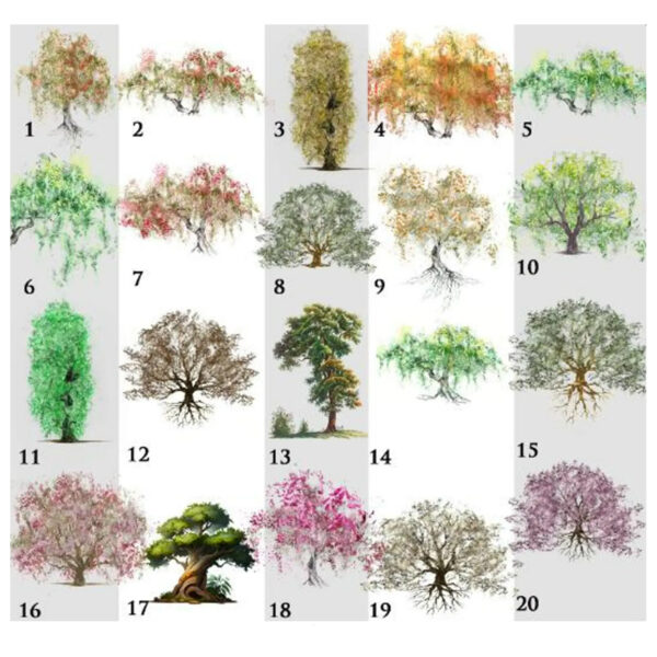 Family tree 13